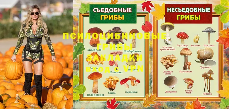 цены   Гаджиево  Псилоцибиновые грибы Psilocybine cubensis 